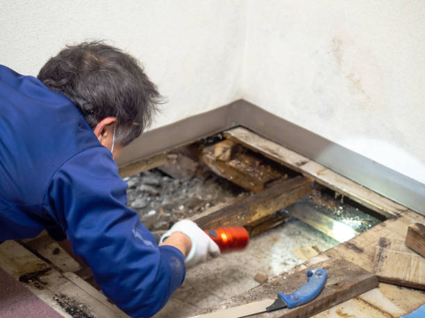 Best Certified Mold Removal  in Holly Springs, NC