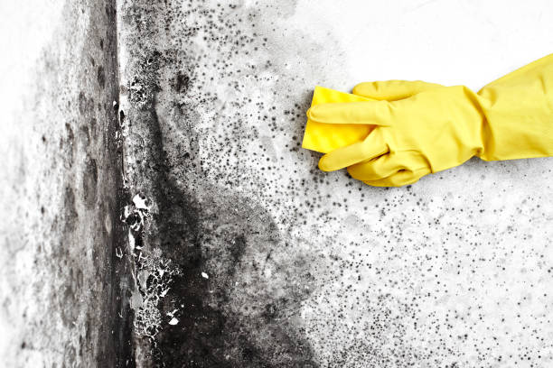 Best Office Mold Removal Services  in Holly Springs, NC