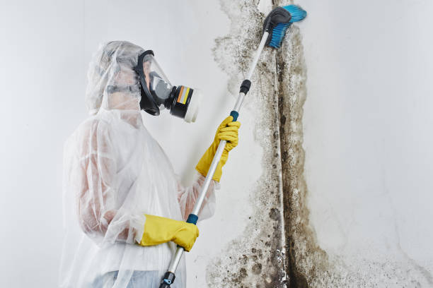 Best Emergency Mold Removal  in Holly Springs, NC