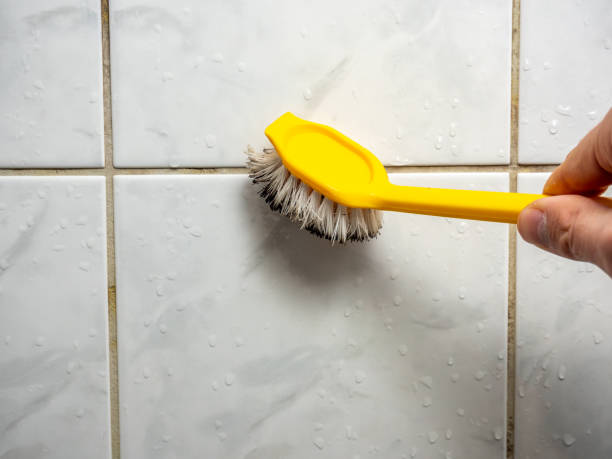 Holly Springs, NC Mold Removal Company