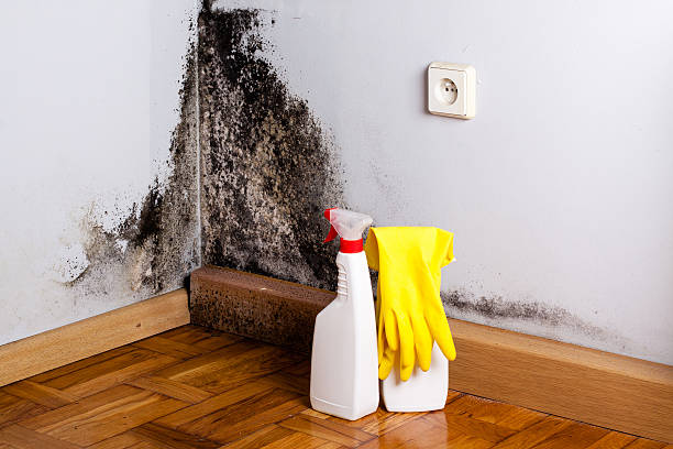 Best Mold Removal Company Near Me  in Holly Springs, NC