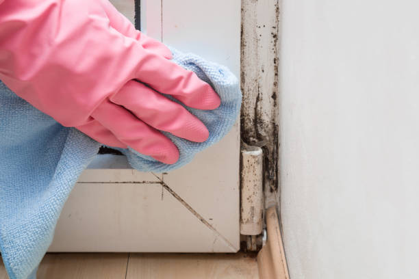 Crawl Space Mold Removal in Holly Springs, NC