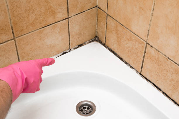 Best Professional Mold Removal  in Holly Springs, NC